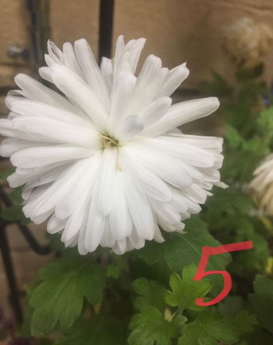 Укоренившиеся черенки хризантем