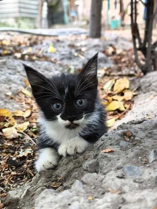 отдам котят даром