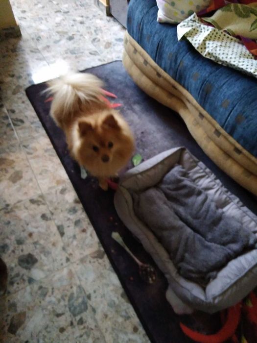 Дрешки и аксесоари за малко куче