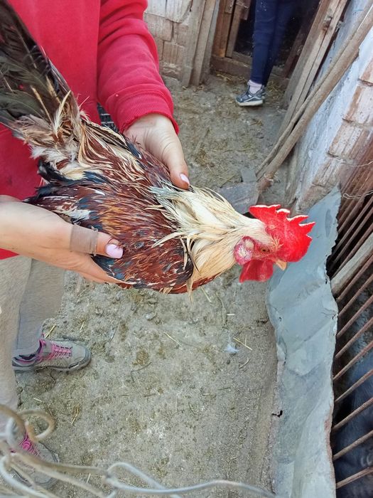 Vând cocoș de iopan