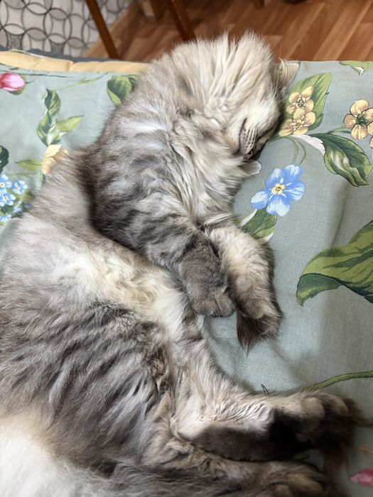 Отдам кошку в хорошие, добрые руки