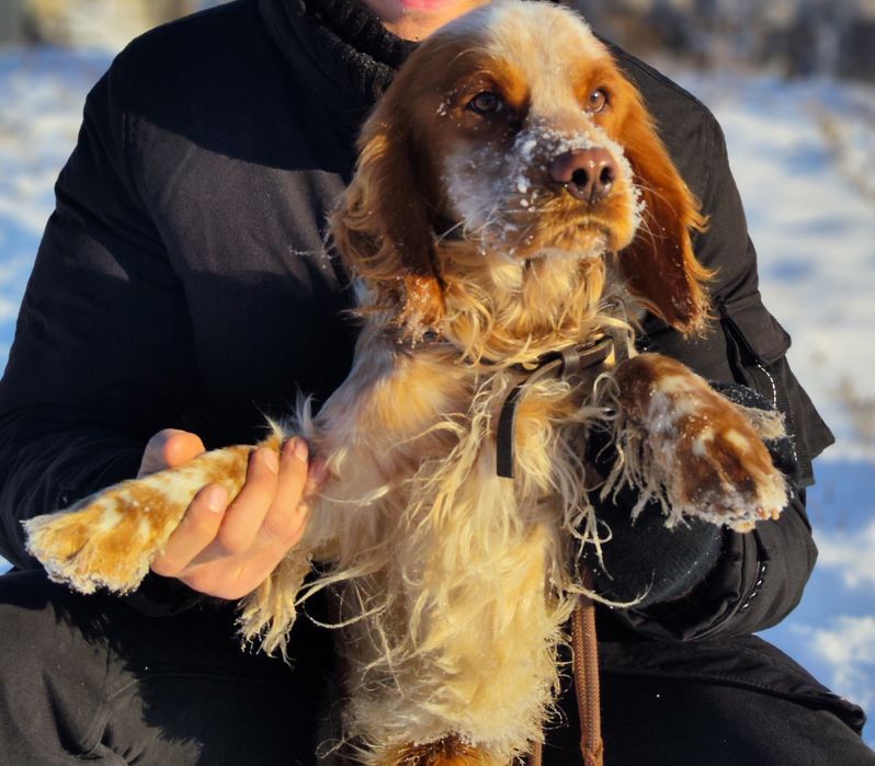 Продаётся Спаниель (английский кокер)