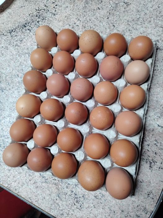 Ouă de incubat gaște