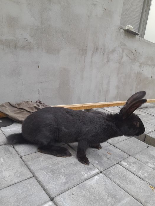 Disponibili puiu de fluture german și o femela janes de 3.5 luni