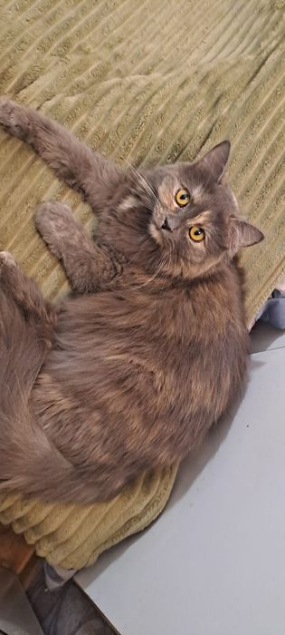 Молоденькая кошечка Бэлла в добрые руки