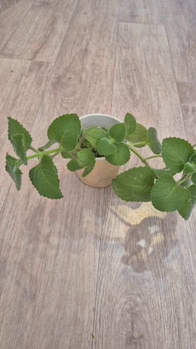 Продам комнатные цветы