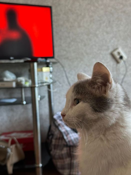 Отдам в хорошие руки, кошечка