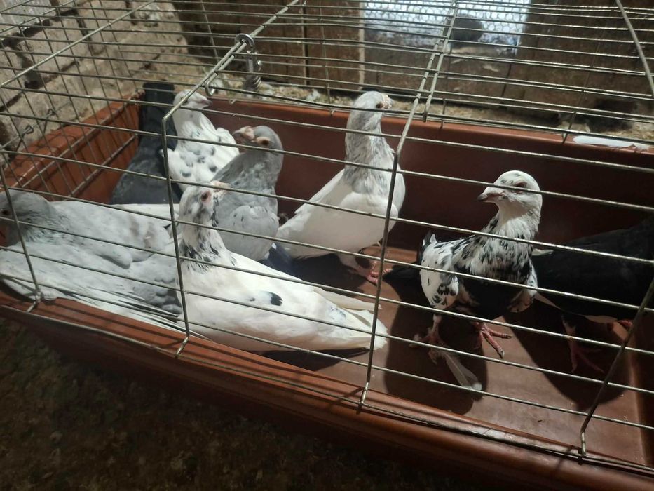 Продавам 7 двойки гълъби