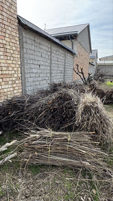 Shox shabba TAYYOR boylab qoyilgan