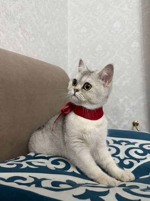 Шотландский прямоухо скоттиш страйт