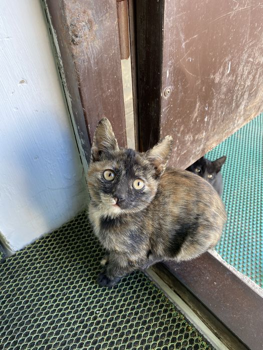 Мысық, марғау, кот, котенок, кошки