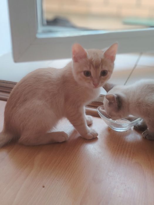 Отдам котят в добрые руки