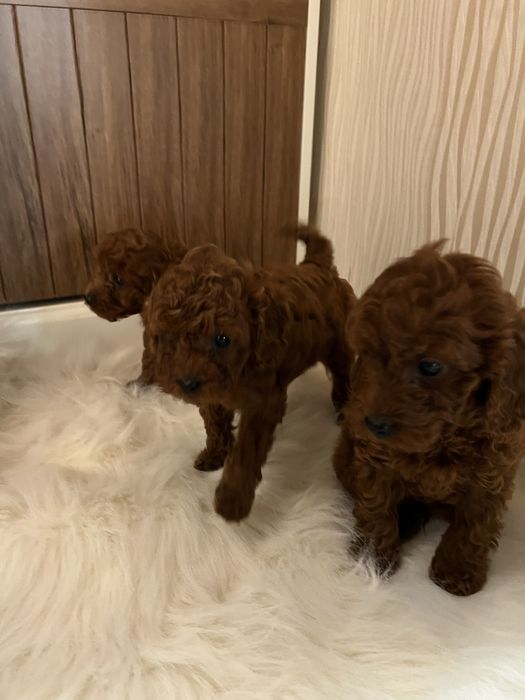 Пудел той Toy poodl