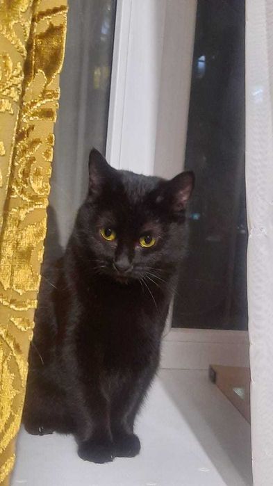 Мини пантера ищет человека чтобы любить