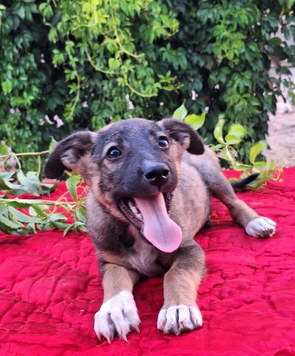 Арчик. Я хочу в семью