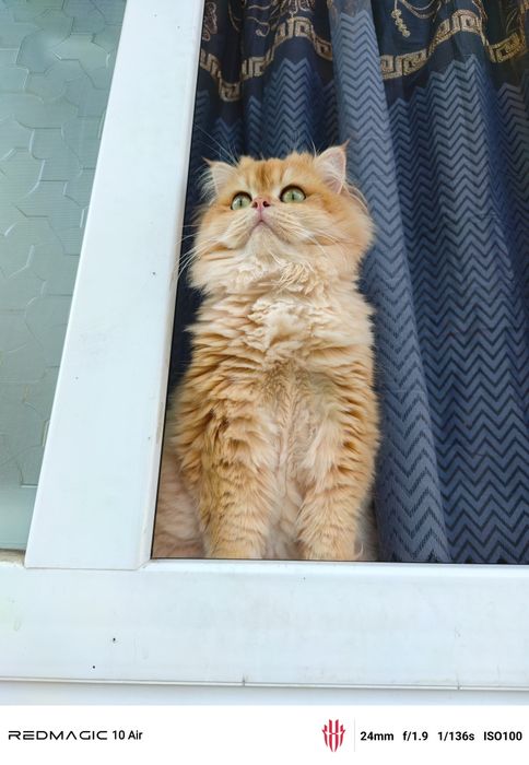 Британский залатой шиншилла