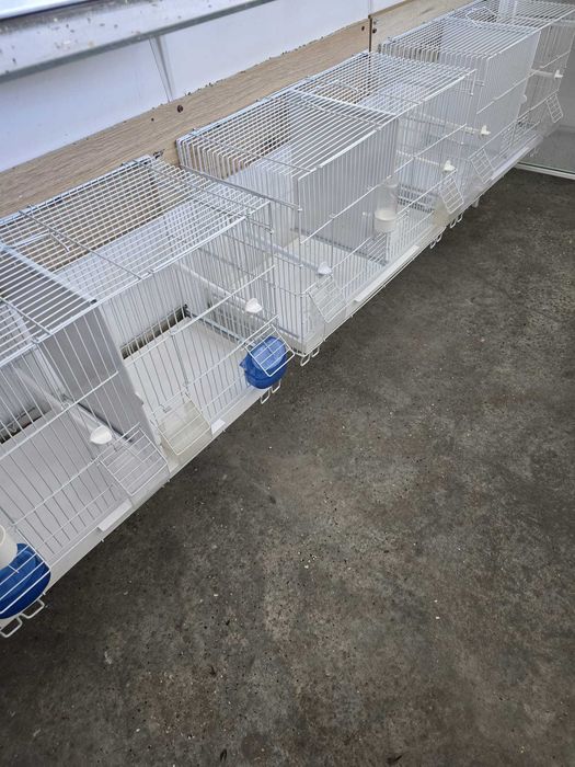 Desfiintez crescatoria de canari