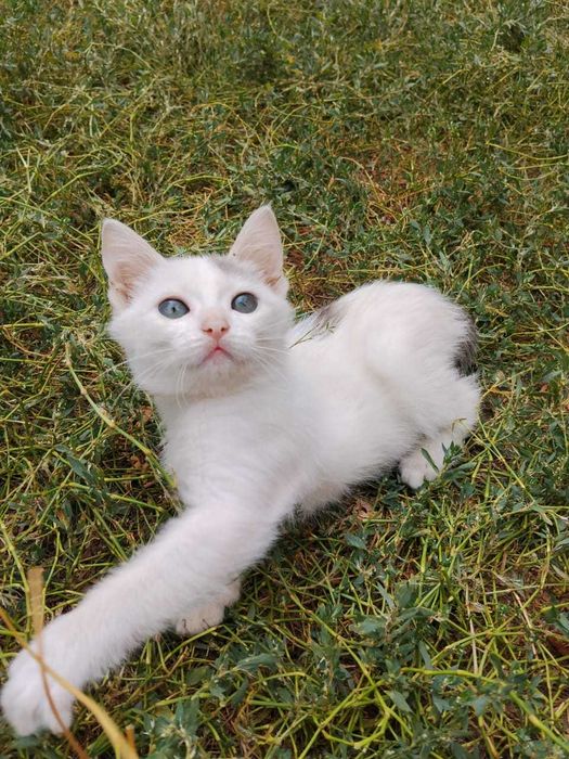 Отдам котенка в добрые руки