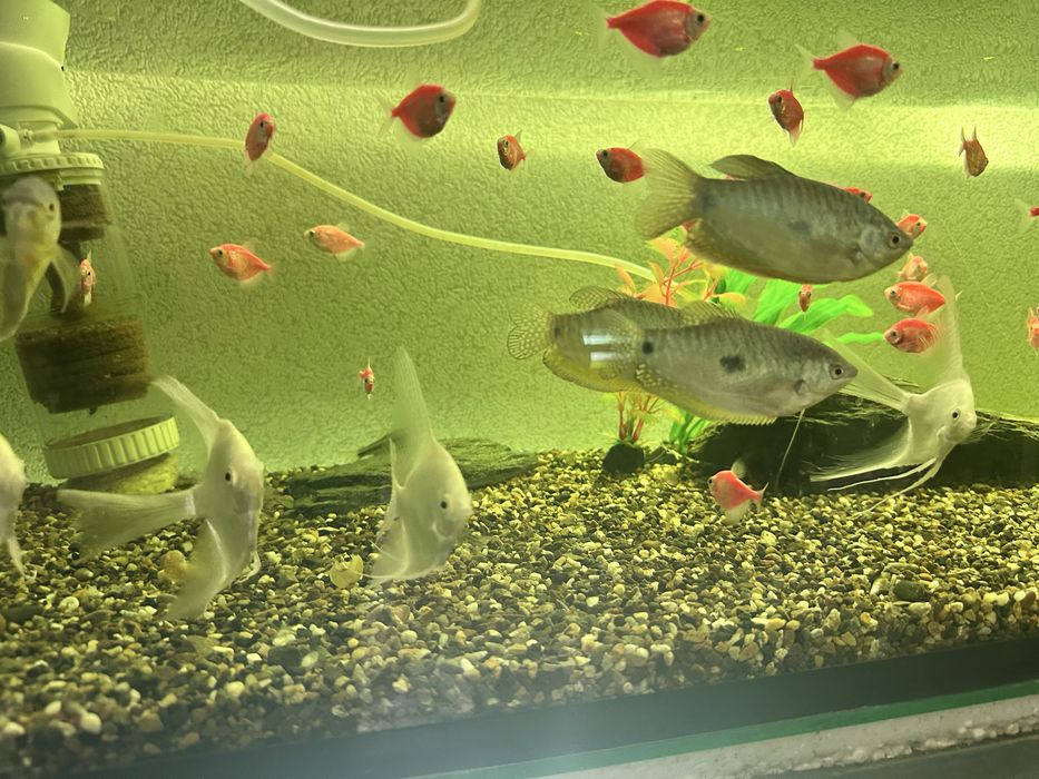 Продам рыбок красивых