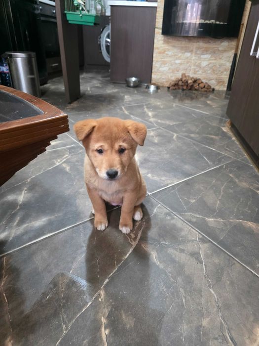 Продавам кученца