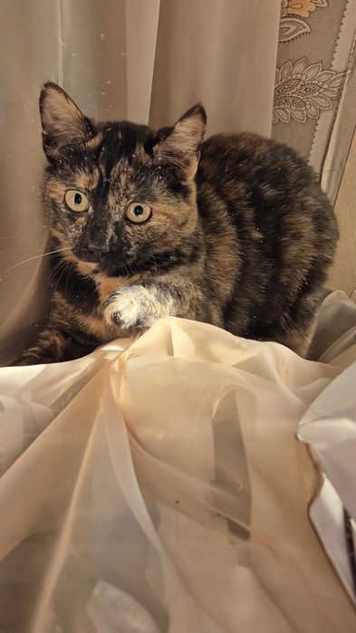 Отдам кошечку красавицу