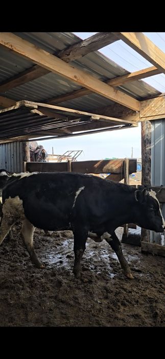 Быки Голштины. Симентал