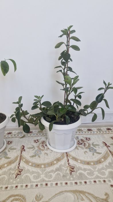 Цветы комнатные.