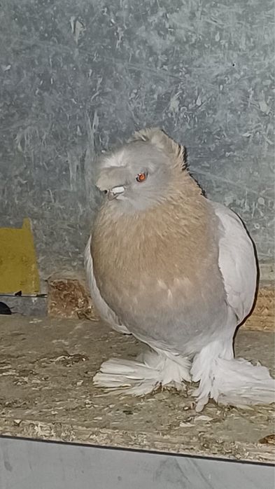 Продам голубей Шымкент