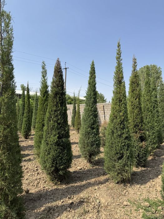 Majveniy archalarimiz sotiladi boyi 3.5m dan tanlab osela boladi