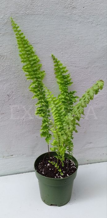Папоротник Дассада. Ампельный сорт. Цветы для дома и офиса 
В наличии.