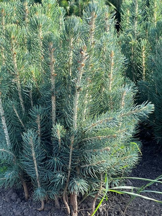 Саженцы кошет барлыгы бар