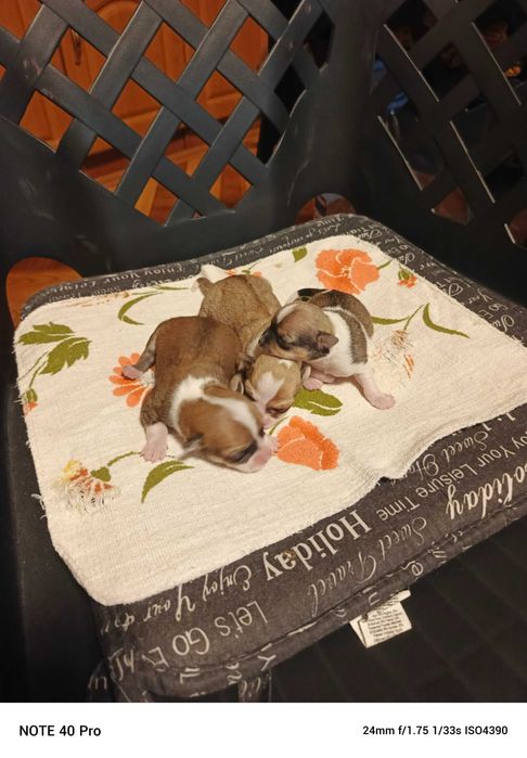 чихуахуа две момиченца и едно момченце