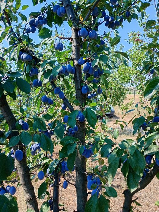 Vand prune pentru compot