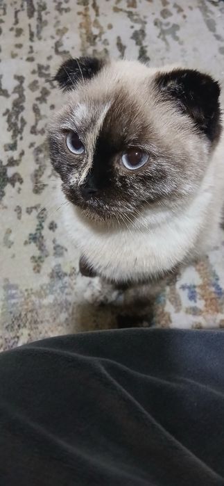 Мушук скотиш фолд