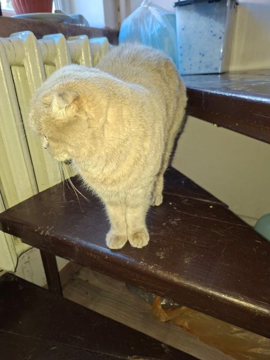 В дар Вислоухая британка