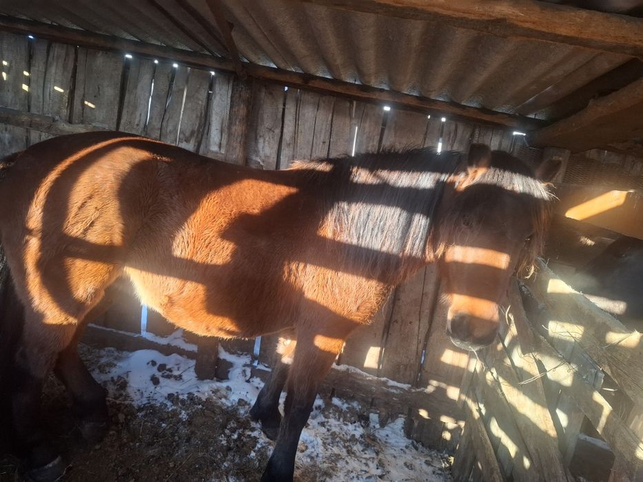 Продам лошадей 500