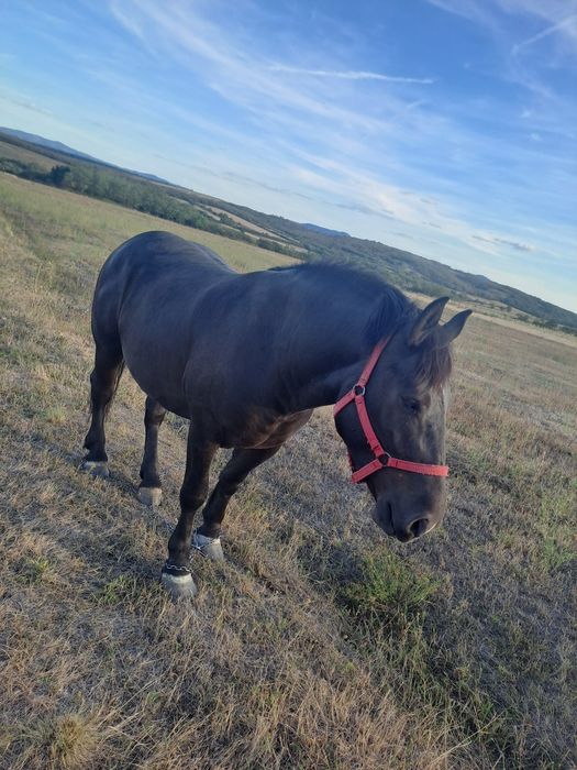 Vand manza de 3 ani gestanta de 2 luni