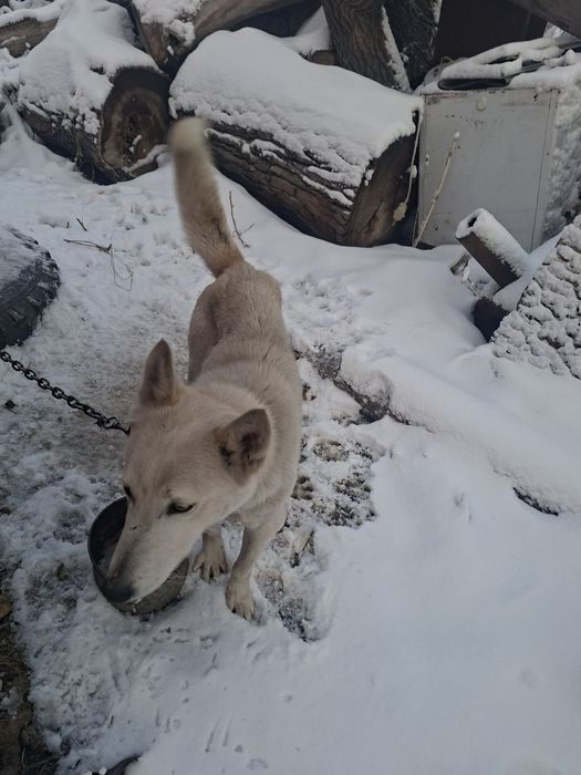 Продам Лайку сучка