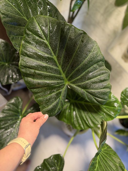 Алоказия регал шилдс