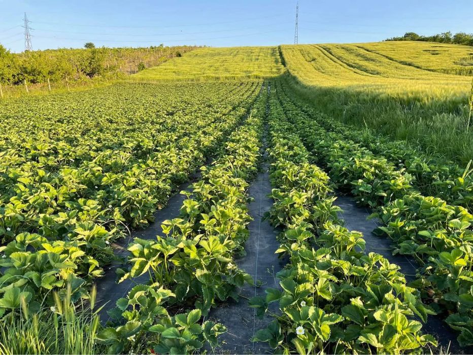 Capsuni dulci si aromate