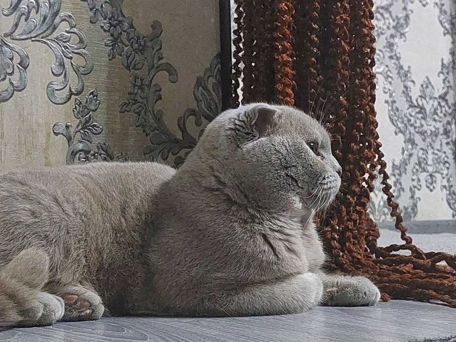 Vyazka  qiz muwulani taklif qilamiz