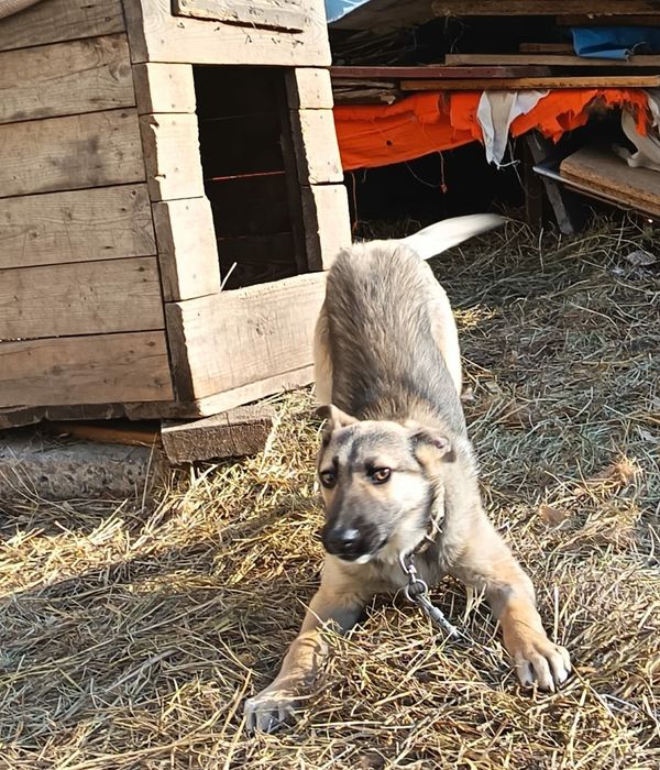 Щенок, девочка бесплатно