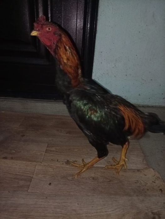 Продам петуха дакан