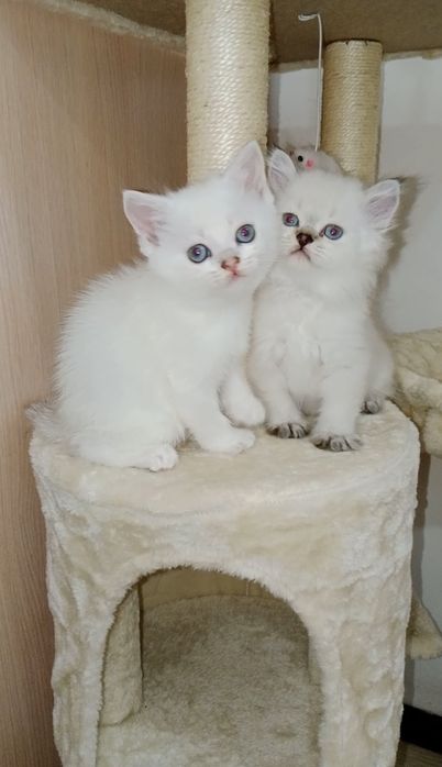 Роскошные котята, ухоженные, растут в любви на хорошем питании