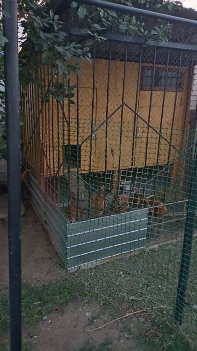 Продам курятник с курами
