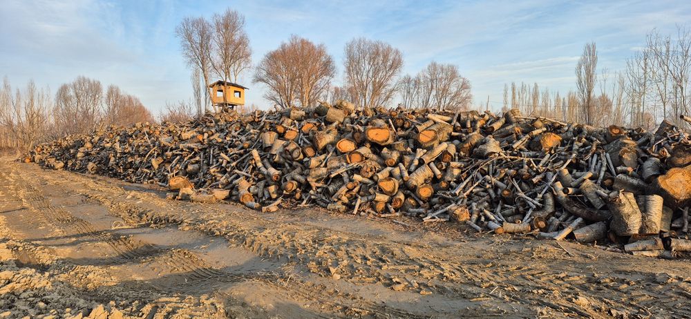 Ўтин сотилади. Қуруқ гилос ўтини.