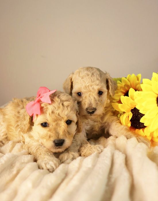 Мальтипу мальчик и девочка