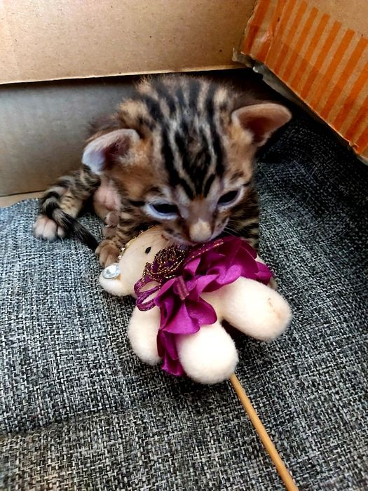 Тигрята- БЕНГАЛЫ!