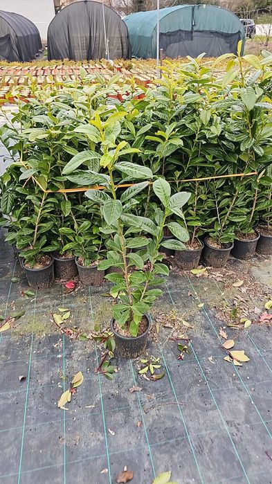 Prunus laurocerasus gard veșnic verde