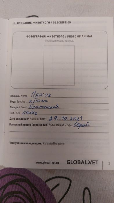 Отдам британского кота